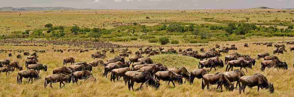 4-Days Serengeti Migration Safari.