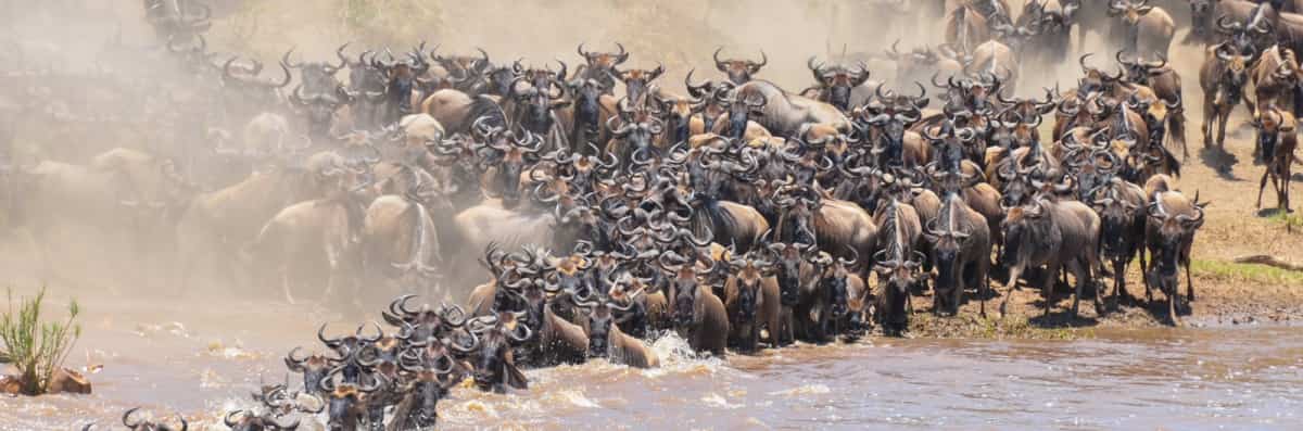 Best Time To See Wildebeest River Cross