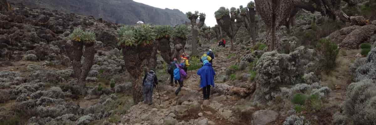  Kilimanjaro Climb | Climbing 8-Days Itinerary